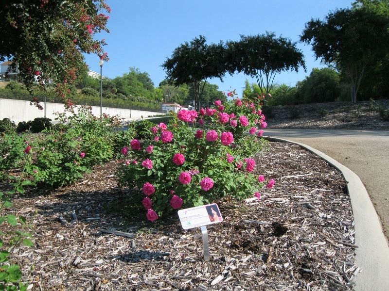 The Lady Astor Rose Marker. Click for full size. The Lady Astor Rose Marker image. Click for full size.