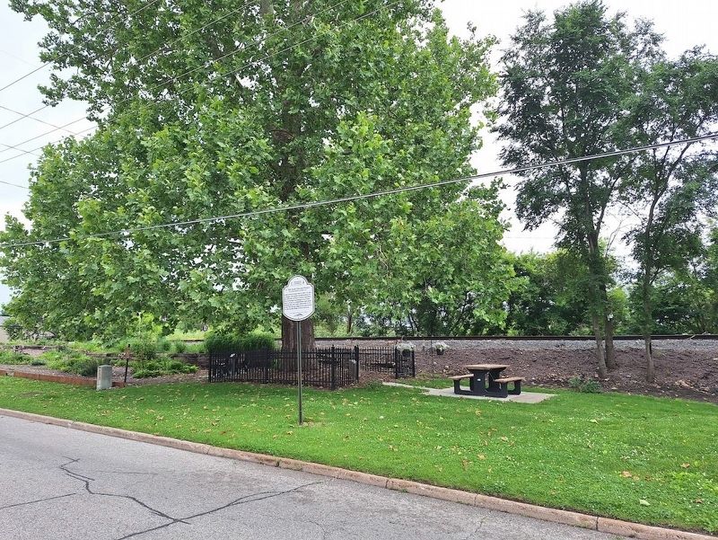 E. Olin Soule Tree and Plaque Marker image. Click for full size.