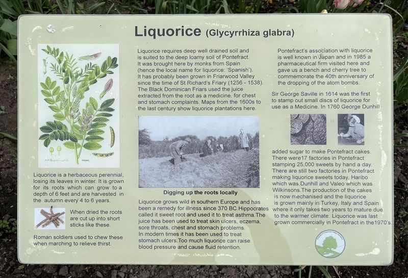 Liquorice (Glycyrrhiza glabra) Marker. Click for full size. Liquorice (Glycyrrhiza glabra) Marker image. Click for full size.