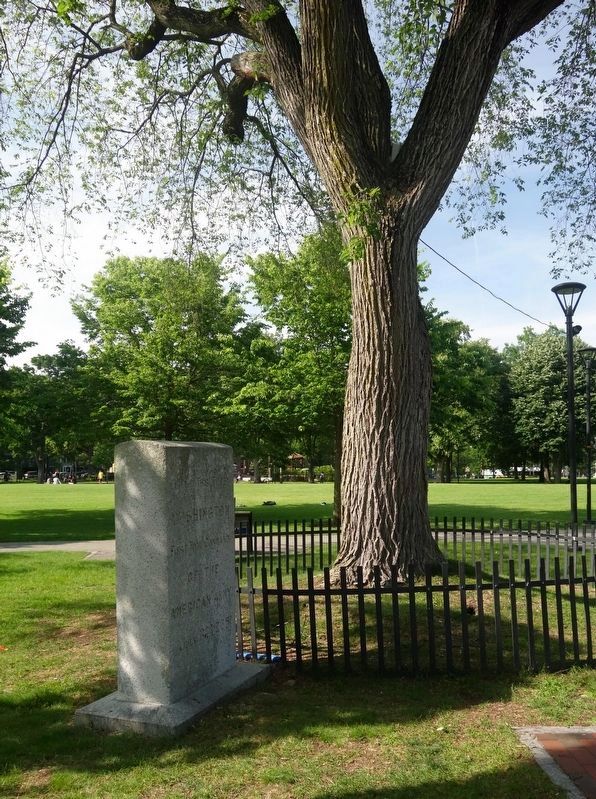 Washington Elm Marker. Click for full size. Washington Elm Marker image. Click for full size.