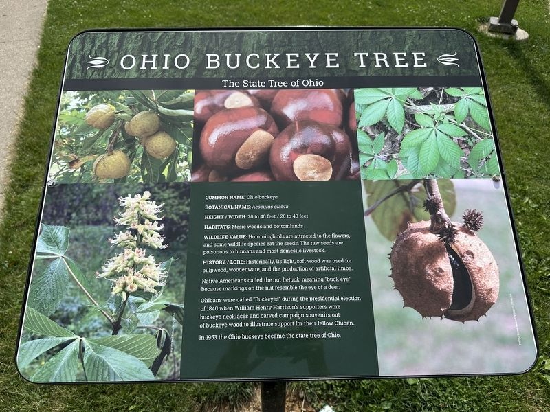 Ohio Buckeye Tree Marker. Click for full size. Ohio Buckeye Tree Marker image. Click for full size.