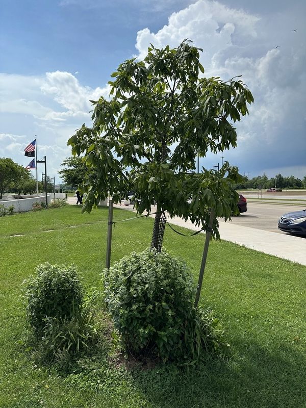 Ohio Buckeye Tree Marker - tree itself. Click for full size. Ohio Buckeye Tree Marker - tree itself image. Click for full size.