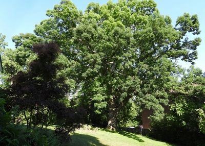 The Williams-Daboll Oak. Click for full size. The Williams-Daboll Oak image. Click for full size.