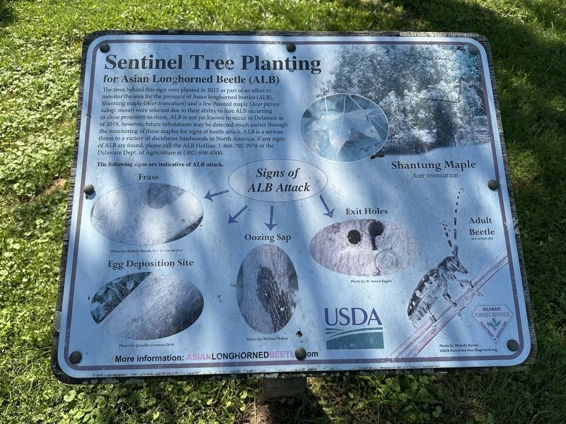Sentinel Tree Planting Marker image. Click for full size.