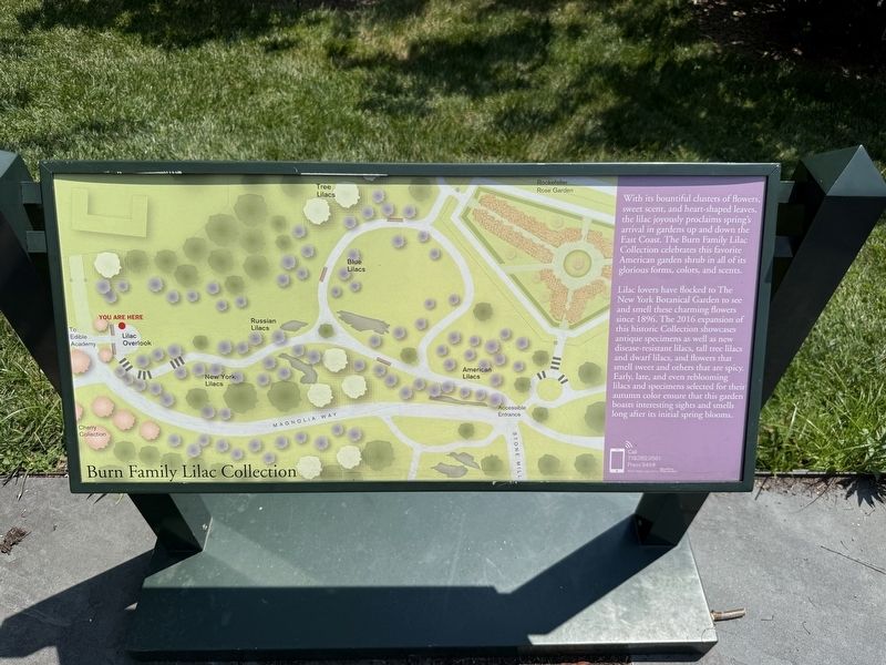 Burns Family Lilac Collection Marker. Click for full size. Burns Family Lilac Collection Marker image. Click for full size.