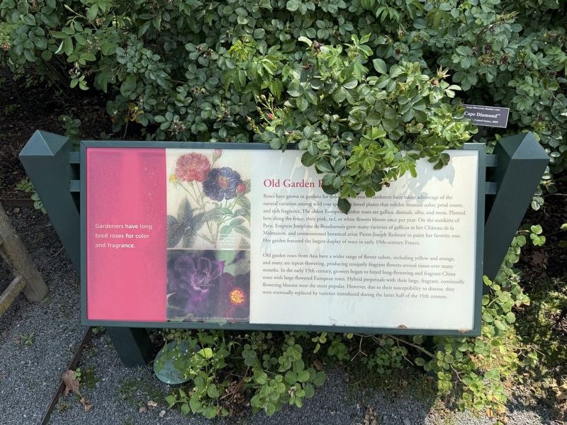 Old Garden Roses Marker. Click for full size. Old Garden Roses Marker image. Click for full size.