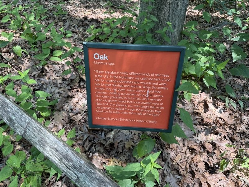 Oak Marker. Click for full size. Oak Marker image. Click for full size.