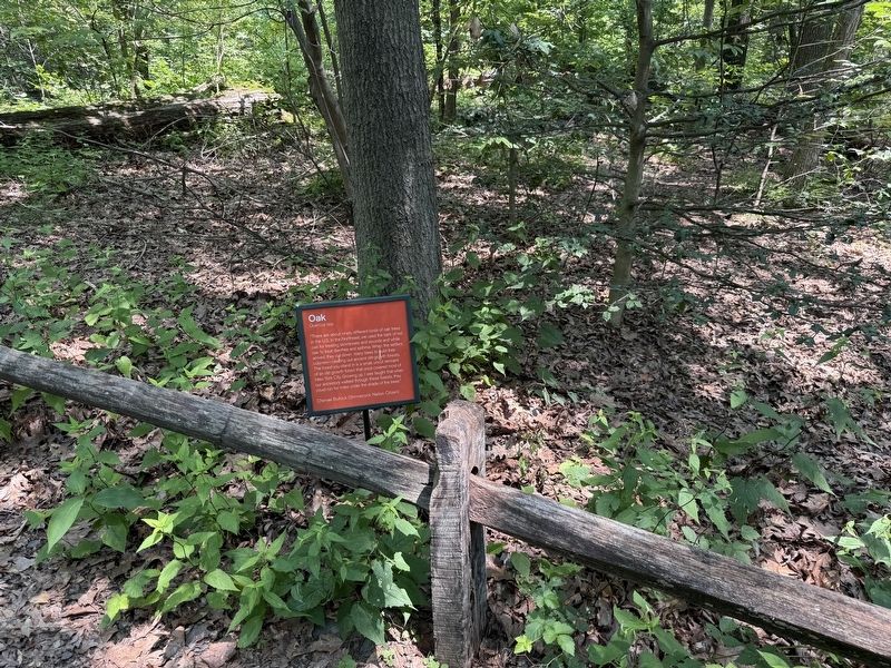 Oak Marker. Click for full size. Oak Marker image. Click for full size.