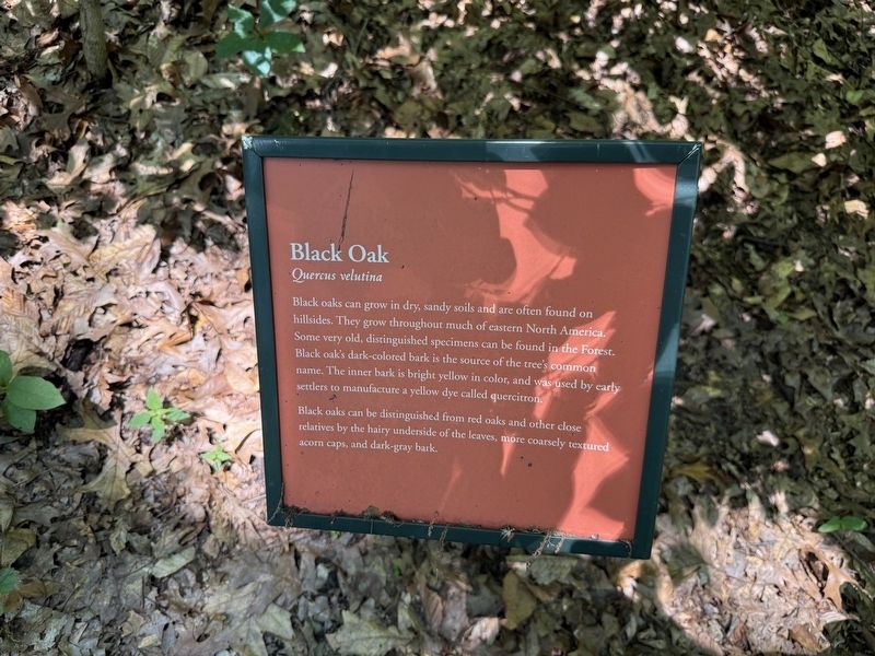 Black Oak Marker image. Click for full size.