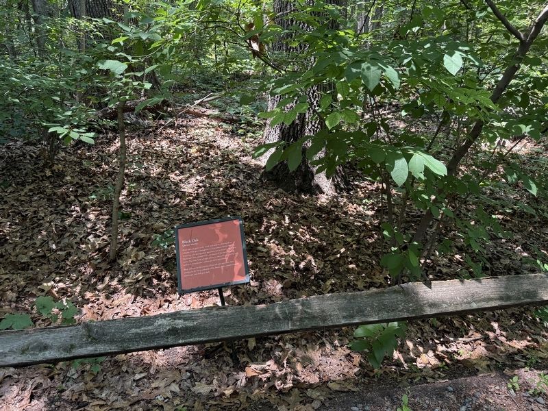 Black Oak Marker image. Click for full size.
