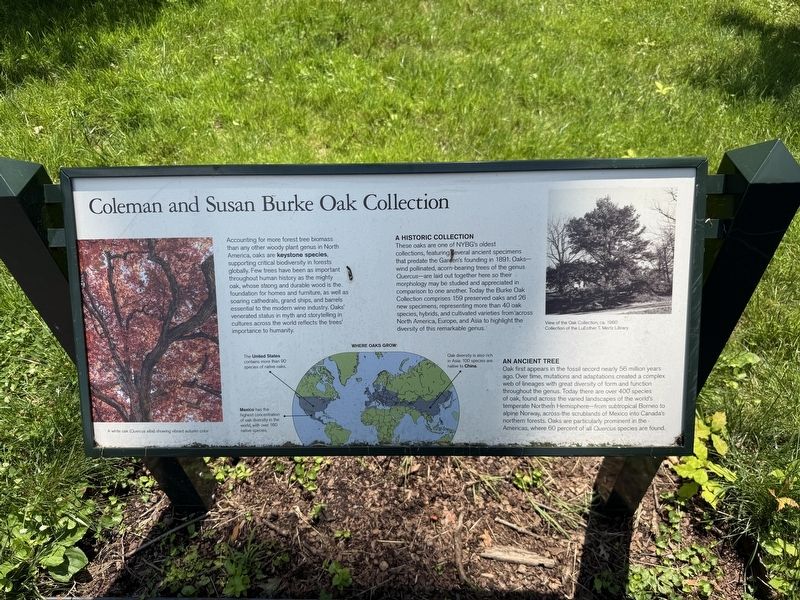 Coleman and Susan Burke Oak Collection Marker image. Click for full size.