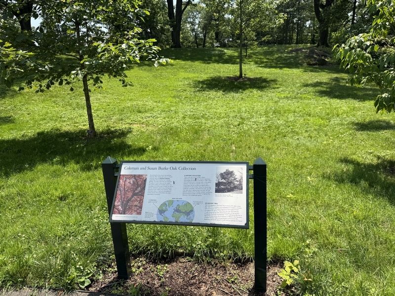 Coleman and Susan Burke Oak Collection Marker image. Click for full size.