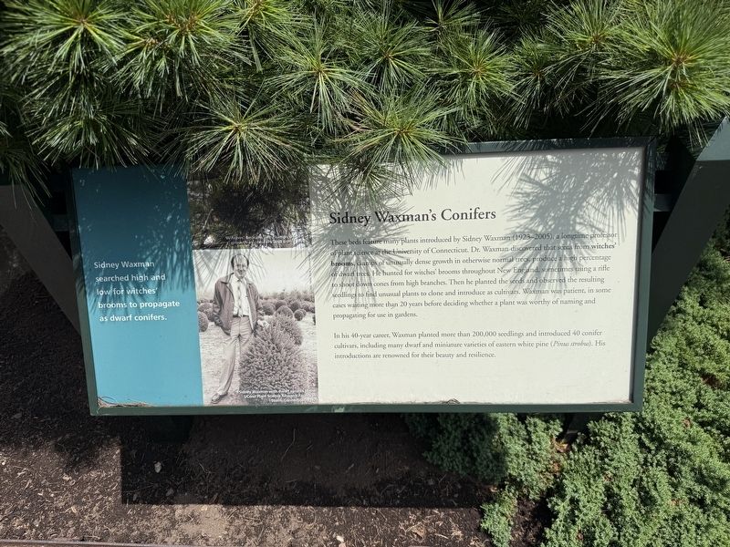Sidney Waxman's Conifers Marker image. Click for full size.