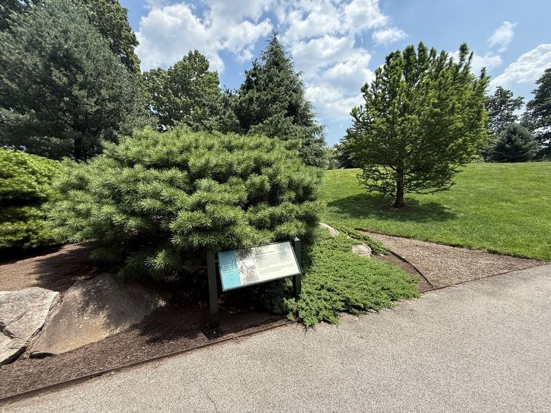 Sidney Waxman's Conifers Marker image. Click for full size.