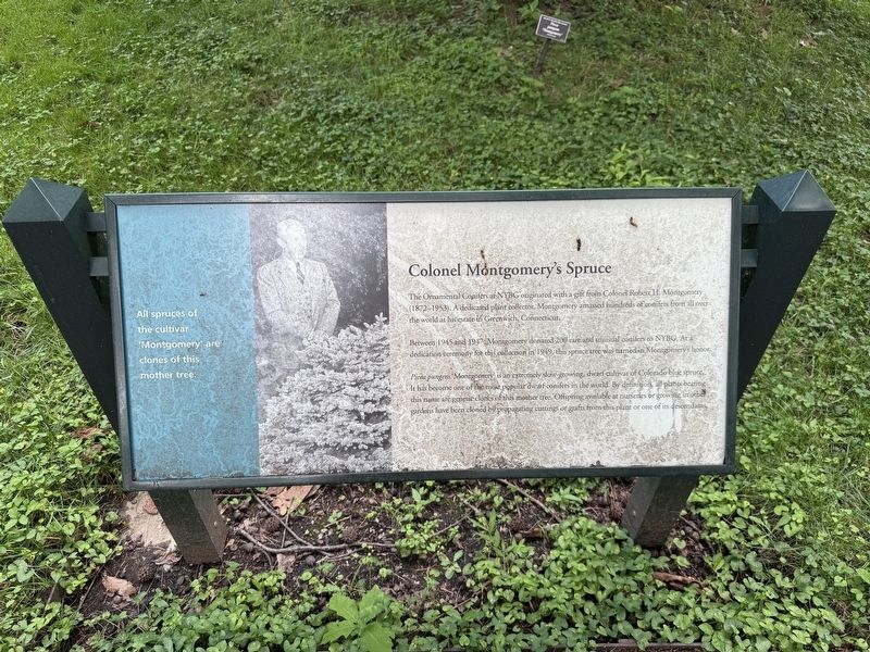 Colonel Montgomery's Spruce Marker image. Click for full size.