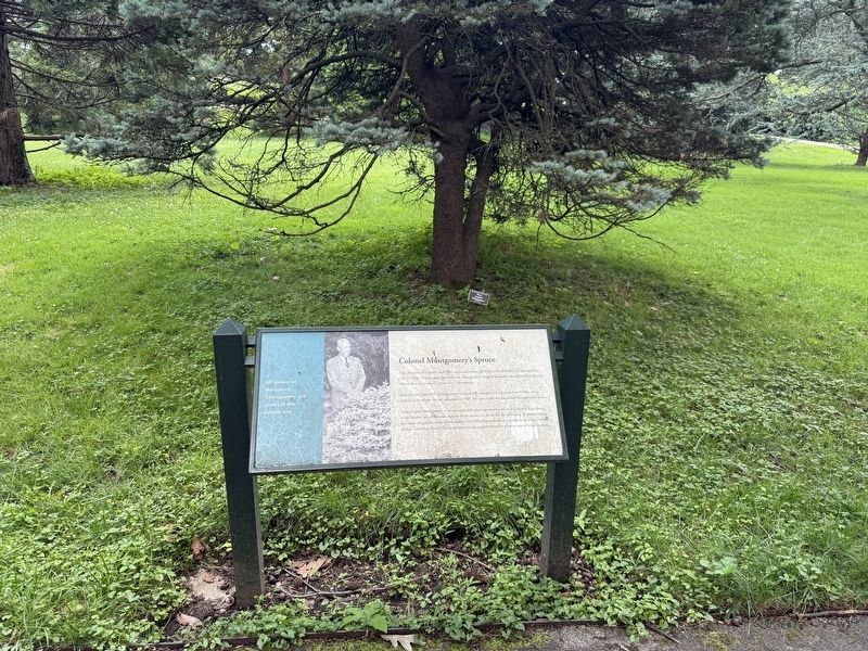 Colonel Montgomery's Spruce Marker image. Click for full size.