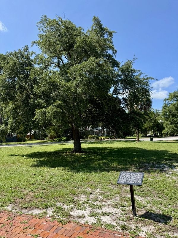 The Live Oak Tree Marker. Click for full size. The Live Oak Tree Marker image. Click for full size.