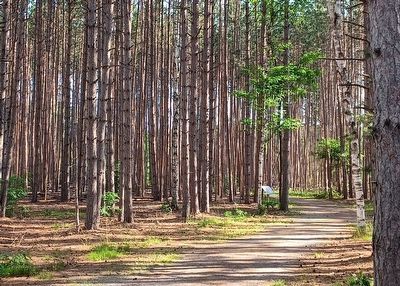 Thinning the Forest Marker image. Click for full size.