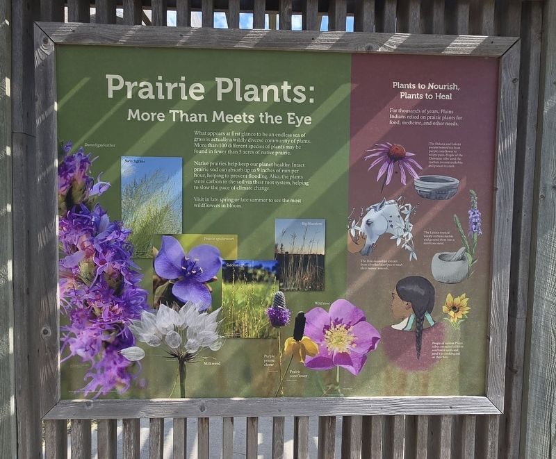 Prairie Plants: More Than Meets the Eye side of marker. Click for full size. Prairie Plants: More Than Meets the Eye side of marker image. Click for full size.