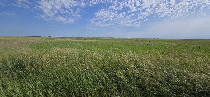 Field of Prairie plants near the marker at Maga Ta-Hohpi Trail. Click for full size. Field of Prairie plants near the marker at Maga Ta-Hohpi Trail image. Click for full size.