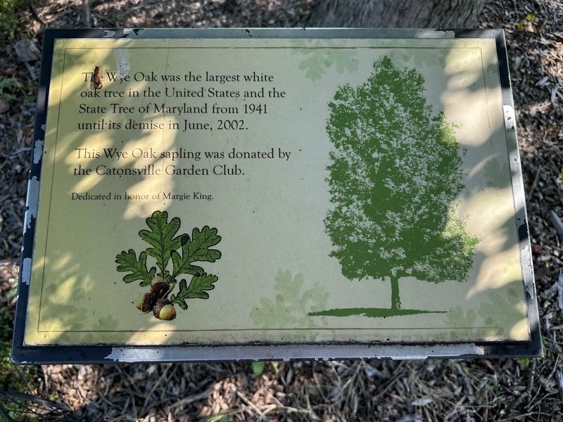 The Wye Oak Marker image. Click for full size.