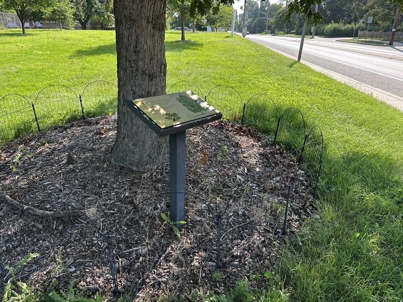 The Wye Oak Marker - wide view image. Click for full size.