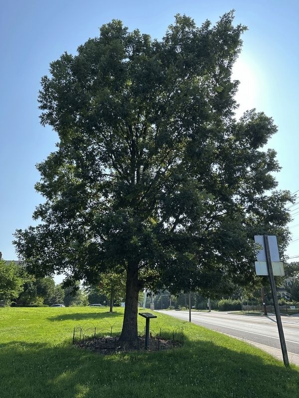 The Wye Oak Marker - the tree itself image. Click for full size.