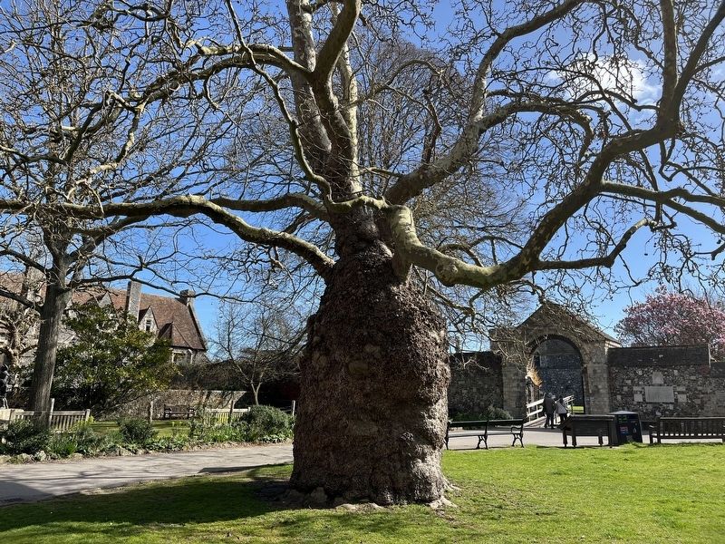 The Plane Tree image. Click for full size.