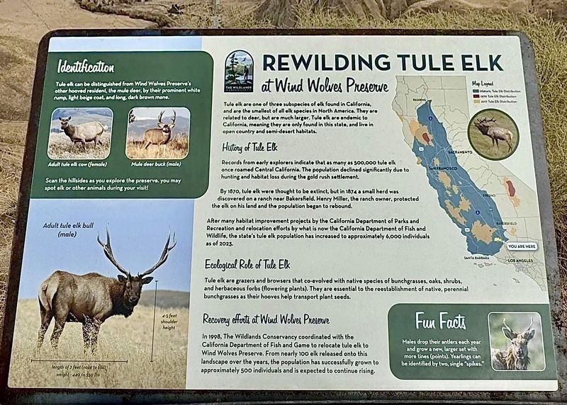 Rewilding Tule Elk Marker image. Click for full size.