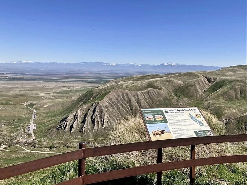 Rewilding Tule Elk Marker image. Click for full size.