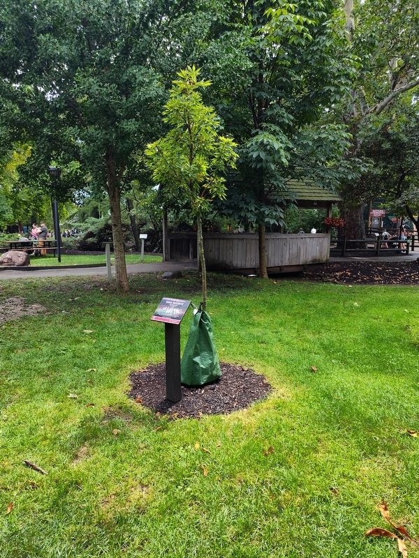 Ohio Buckeye Marker. Click for full size. Ohio Buckeye Marker image. Click for full size.