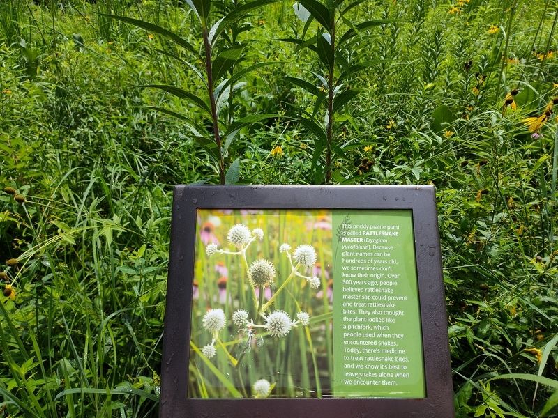 Rattlesnake Master Marker. Click for full size. Rattlesnake Master Marker image. Click for full size.
