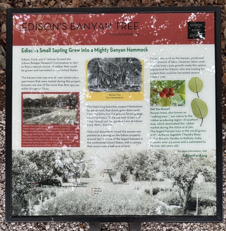 Edison�s Bayon Tree Marker image. Click for full size.