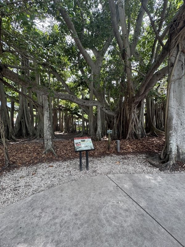 Edison�s Bayon Tree Marker image. Click for full size.