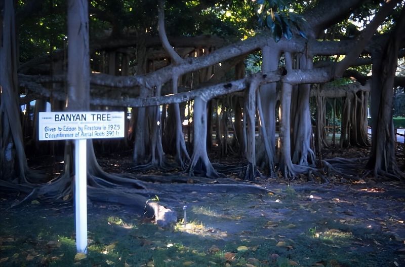 Banyan Tree image. Click for full size.