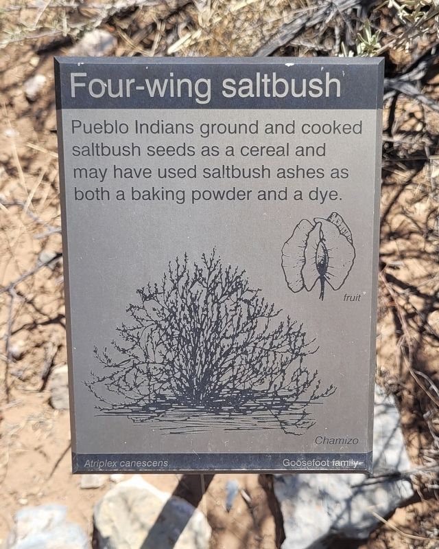 Four-wing saltbush Marker. Click for full size. Four-wing saltbush Marker image. Click for full size.