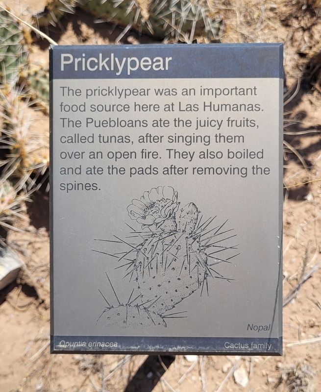Pricklypear Marker. Click for full size. Pricklypear Marker image. Click for full size.