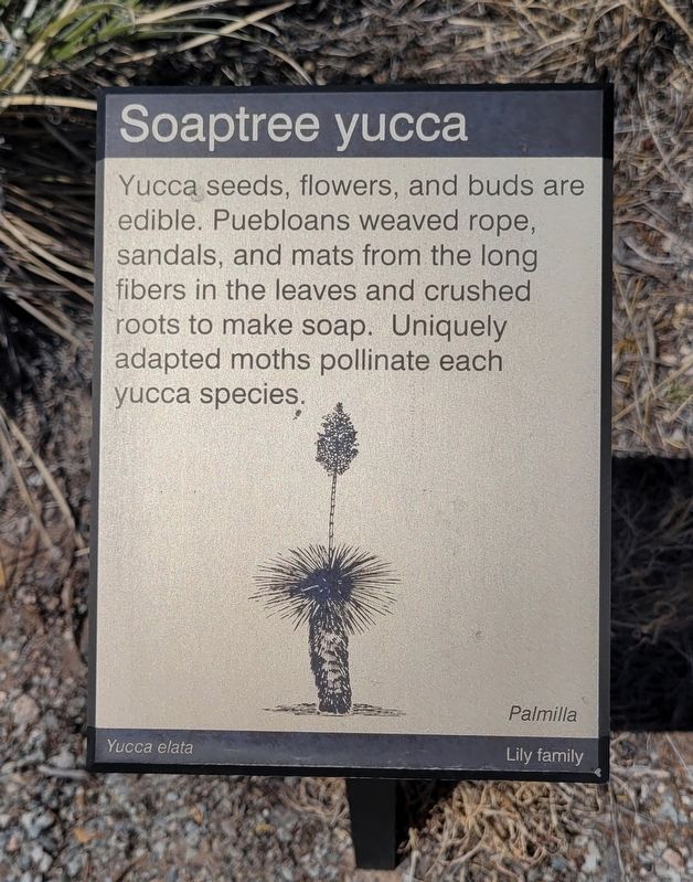Soaptree yucca Marker. Click for full size. Soaptree yucca Marker image. Click for full size.