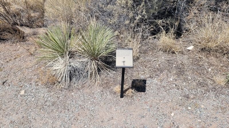 The Soaptree yucca and Marker. Click for full size. The Soaptree yucca and Marker image. Click for full size.