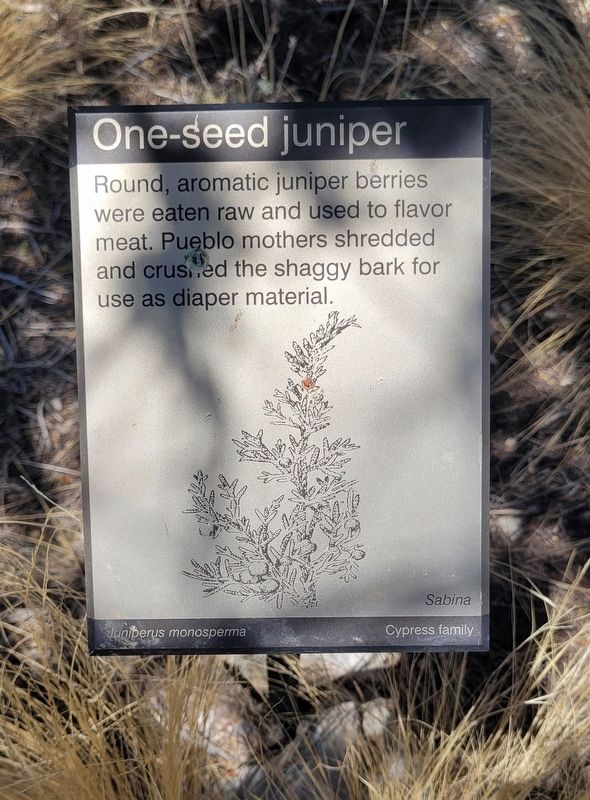 One-seed juniper Marker image. Click for full size.