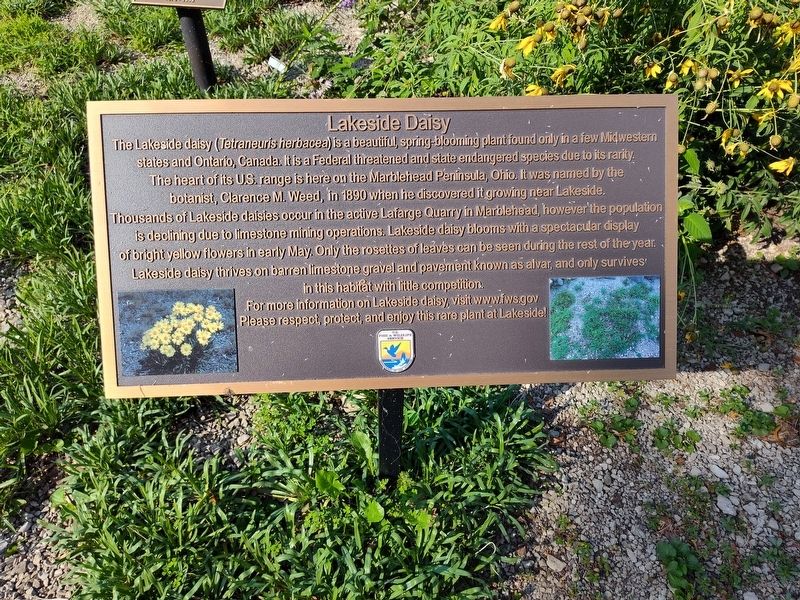 Lakeside Daisy Marker image. Click for full size.
