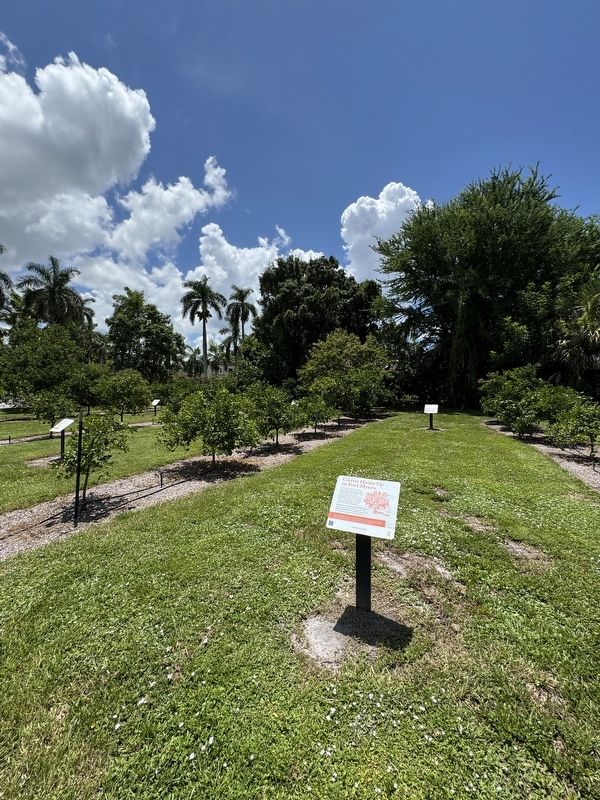 Citrus Heats Up in Fort Myers Marker image. Click for full size.