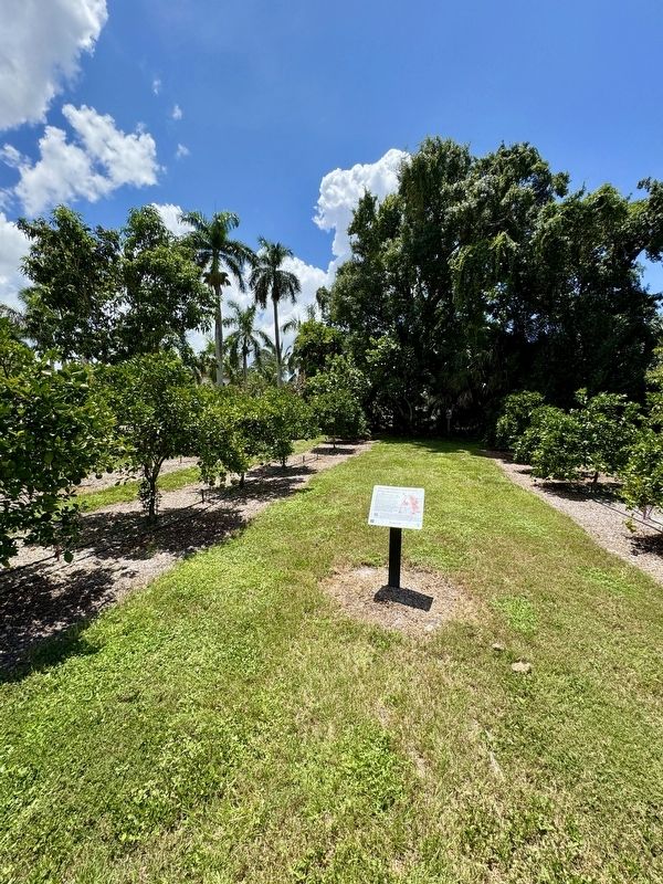 The Past, Present, and Future of Florida Citrus Marker image. Click for full size.
