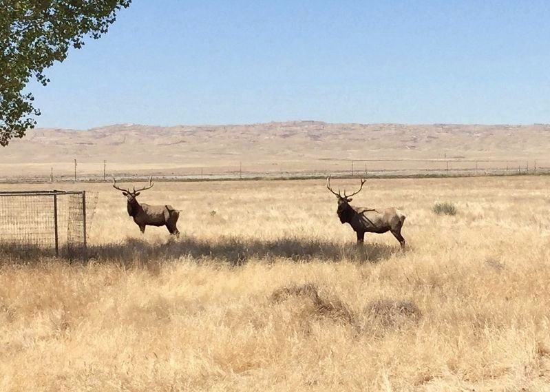 Tule Elk image. Click for full size.