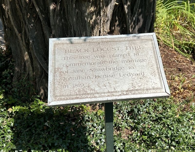 Black Locust Tree Marker image. Click for full size.
