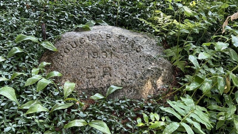 Douglas Firs Marker. Click for full size. Douglas Firs Marker image. Click for full size.