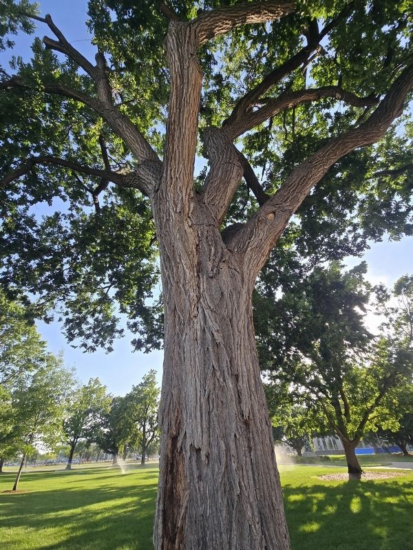 The Freedom Tree canopy above the marker. Click for full size. The Freedom Tree canopy above the marker image. Click for full size.