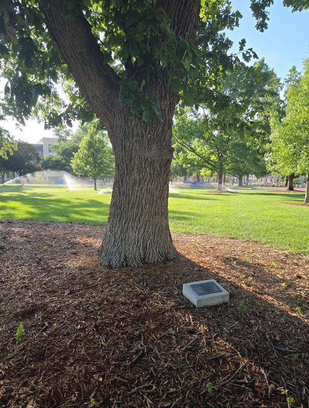 The Freedom Tree and Marker. Click for full size. The Freedom Tree and Marker image. Click for full size.
