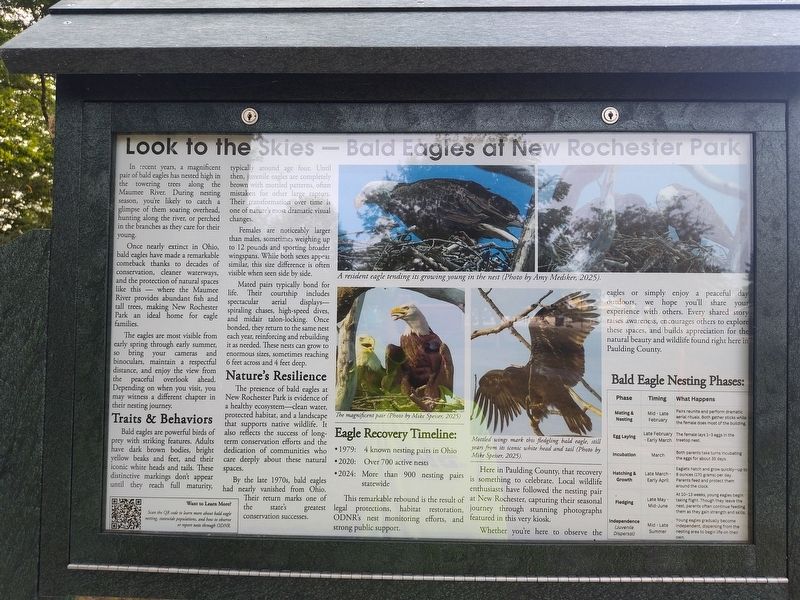 Look to the Skies - Bald Eagles at New Rochester Park Marker image. Click for full size.