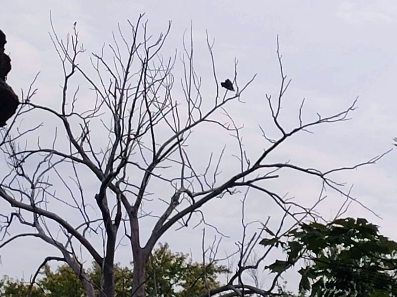 Bald eagles in the park image. Click for full size.